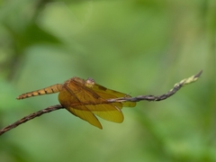 Neurothemis fulvia