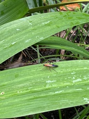 Ctenochares bicolorus