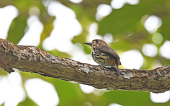 Micromonacha lanceolata