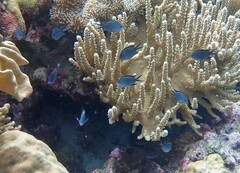 Acanthochromis polyacanthus