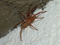 Ancylotrypa elongata