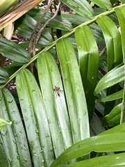 Ctenochares bicolorus