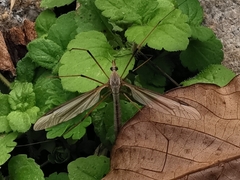 Tipula