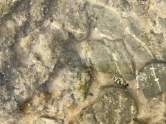 Lepidoblennius marmoratus