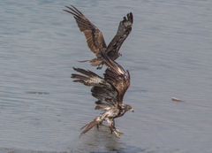 Milvus migrans lineatus