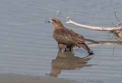 Milvus migrans lineatus