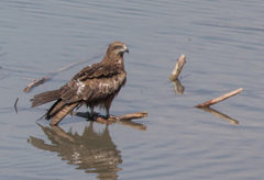 Milvus migrans lineatus