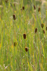 Typha laxmannii