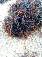 Furcellaria lumbricalis