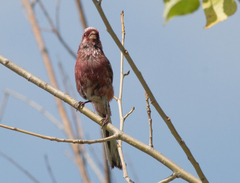 Carpodacus sibiricus