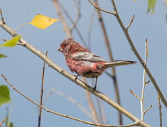 Carpodacus sibiricus