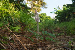 Uraria crinita