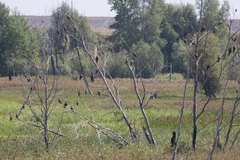 Milvus migrans lineatus