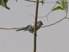 Cyanistes cyanus