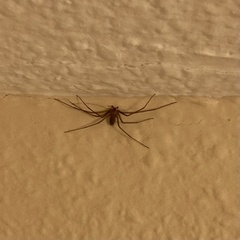 Loxosceles rufescens