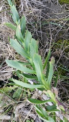 Senecio glastifolius