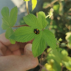 Harmonia axyridis