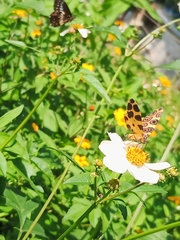 Pantherodes pardalaria