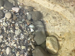 Lepidoblennius marmoratus