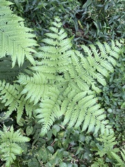 Pteris wallichiana