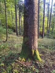 Abies alba