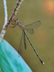 Lestes elatus