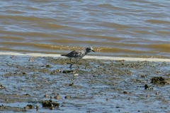 Pluvialis squatarola