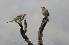 Sericulus chrysocephalus