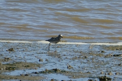 Pluvialis squatarola