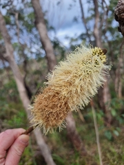 Xanthorrhoea macronema