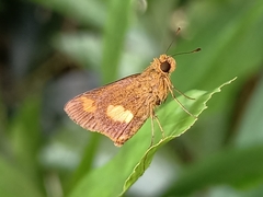 Oriens paragola