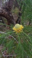 Isopogon anethifolius
