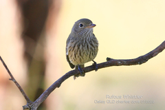 Pachycephala rufiventris