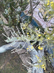 Acacia podalyriifolia