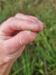 Xanthorrhoea macronema