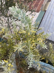 Acacia podalyriifolia