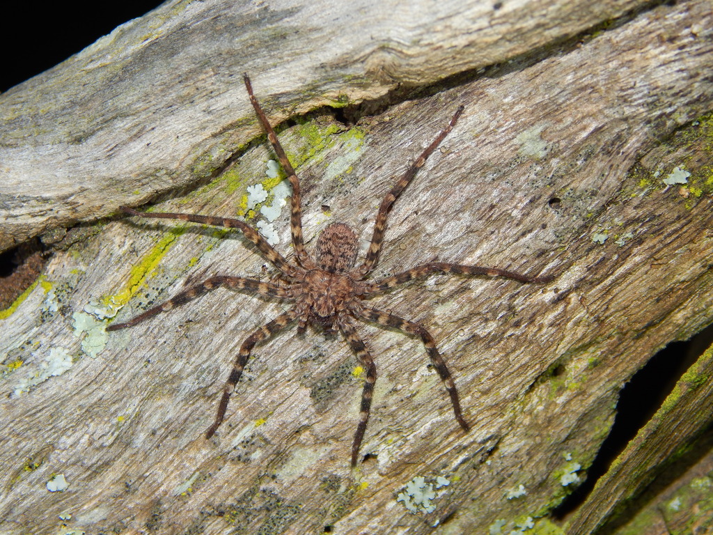 Selenops Radiatus From Bulawayo East, Bulawayo, Zimbabwe On September 4 