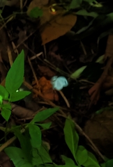 Leptosia nina