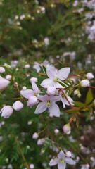 Boronia floribunda