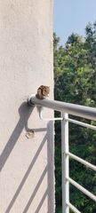 Funambulus palmarum
