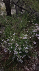 Boronia floribunda