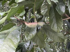 Sterculia monosperma