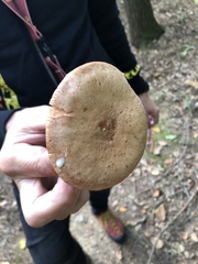 Lactarius chrysorrheus