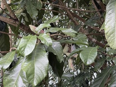 Sterculia monosperma