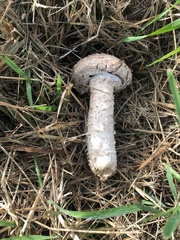 Saproamanita vittadinii