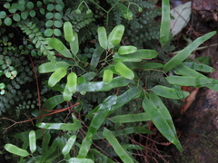 Lygodium articulatum