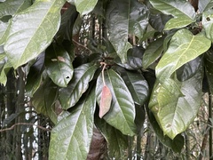 Sterculia monosperma