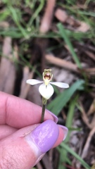 Caladenia prolata