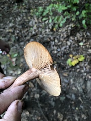 Lactarius chrysorrheus