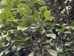 Sterculia monosperma